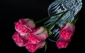 Use them in commercial designs under lifetime, perpetual & worldwide rights. Pink Roses With Love Pretty Rose Vase Bonito Still Life Graphy Flowers Hd Wallpaper Peakpx