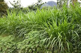 Image result for Cenchrus geniculatus