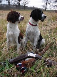 Family raised and well socialized, our springers are the perfect companion dog and also do well in the field! Field Springer Spaniel Breeders Cheap Buy Online