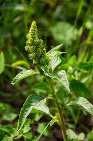 Check spelling or type a new query. Lawn Weeds Identification Guide Weeds In Texas With Pictures