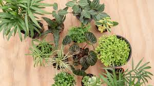 They showcased rare plant specimens, protecting them from victorian england's chilly, polluted air. How To Build A Terrarium Display Your Plants Mulhall S