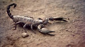 Evolution Altester Skorpion War Vielleicht Erster Landganger In 2020 Skorpion Fossil Fossilien