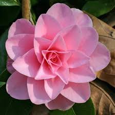 Camellia Betty Ridley Bloom Fragrant Garden My Fairy Garden