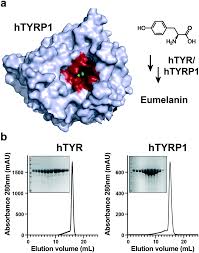 Mantiene y restaura la salud de la piel y le da confianza de tener una piel sana. Discovery Affinity Maturation And Multimerization Of Small Molecule Ligands Against Human Tyrosinase And Tyrosinase Related Protein 1 Rsc Medicinal Chemistry Rsc Publishing Doi 10 1039 D0md00310g