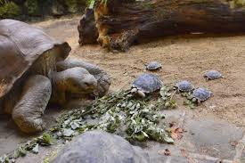 It blends extremely well with their surroundings. Giant Tortoise At Zurich Zoo Hatches 9 Adorable Babies Conde Nast Traveler