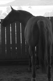 Pour dire les plus longues phrases, elle n'a pas besoin de mots. Mon Cheval C Est Le Plus Beau