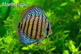 Pez Disco Azul Turquesa Tienda De Mascotas Martintropic Discus Aquarium Discus Fish Freshwater Aquarium