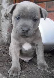 What is the uk's most popular dog breed? Blue Staff Pup He S So Cute Gray With Those Blue Eyes So Sweet Cute Dogs Baby Animals Cute Baby Animals