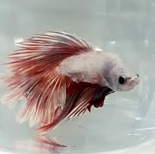 They also need substrate, plenty of silk or live plants, and safe décor in which to hide. Why Betta Fish Make Great Pets For Kids
