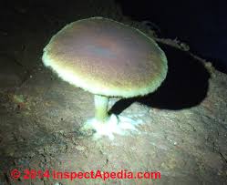 Call aquaguard today to schedule a free crawl space inspection. Mold On Dirt In Crawl Spaces Basements Floors