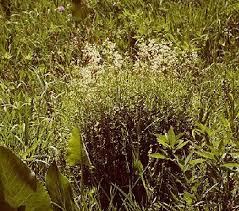 Image result for Galium stenophyllum