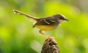 Tubuh burung cililin yang jantan cenderung panjang dan lencir. Cara Mudah Ternak Burung Ciblek