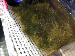 We did not find results for: Diy Easy Cheap Algae Scrubber Nj Reef Club