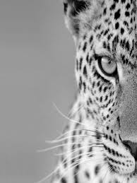 Black And White Cheetah Wallpaper Cheetah Wallpaper Animal Wallpaper Animals