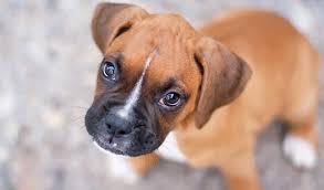 Good condition full service history cooling unit. Boxer Dog Breed Information