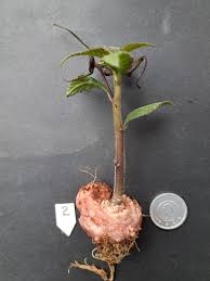 Image result for Dorstenia buchananii