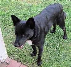 Black And White Kelpie Found