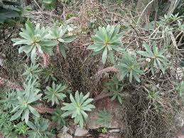 Image result for Euphorbia didiereoides