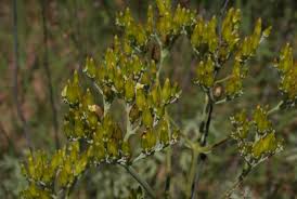 Image result for Kalanchoe lanceolata