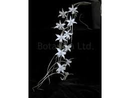 Image result for Aerangis collum-cygni