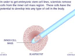 Image size 4 1/2 x 3 inches. How Embryonic Stem Cell Lines Are Made Animations Pharmaxchange Info