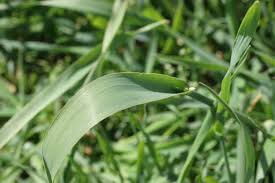Image result for Phalaris