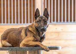 Dutch shepherd puppy belgian shepherd big dogs cute dogs pastor belga malinois belgian malinois dog large dog breeds service dogs berger malinois belgian malinois dog weimaraner belgium malinois belgian shepherd german shepherds cat shaming schaefer horse care. Breed Specifications Svalinn