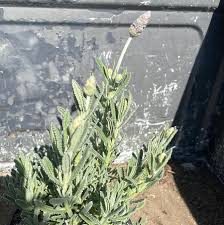 Image result for Lavandula dentata
