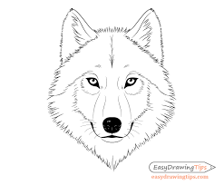 If not also in helping me draw foxes. How To Draw A Wolf Face Head Step By Step Easydrawingtips