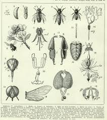 1936 Vintage Honey Bee Print Antique Honey Bee Illustration Vintage Biology Decor Antique Bee Decor Vintage Entomology P Honeybee Art Bee Art Bee Illustration