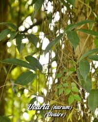 Image result for Uvaria leptocladon