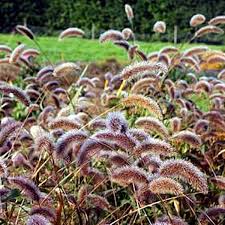 Image result for Setaria kagerensis