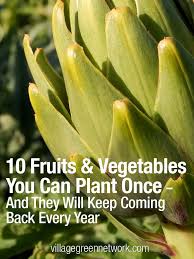 10 Fruits Vegetables You Can Plant Once And They Will Keep Coming Back Every Year Plants Gardening Tips Garden