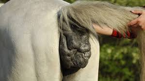 Many of you may be familiar with the dreaded ringworm, and if you've experienced the condition you will understand how painful it is a skin infection caused by fungus, the technical names for the two most common species affecting horses are microsporum and trichophyton. Ringworm In Horses Signs Treatment And Prevention Horse Hound