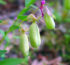 Image result for Crotalaria natalitia