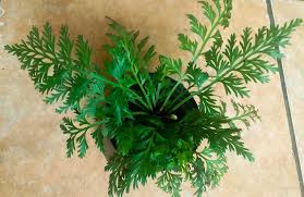 Image result for Asplenium rutifolium