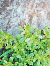 Although purslane is referred to as a weed, this succulent broadleaf plant has many health benefits. Backyard Bounty Purslane Edible Jersey