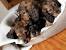 Red Long Haired Mini Dachshund Puppy