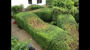 Learn about the history of topiary and how you can create topiary hedge sculptures. Topiary Top Tips Youtube