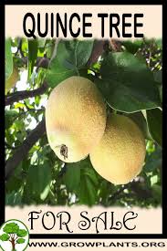 All varieties of trees are available for $22.50 plus shipping (minimum shipment 2 trees), or you can easily pickup the trees at the nursery. Angers Quince Heirloom Fruit Tree Seedling Hardy Edible Pear Family Live Plant Fruits Patio Lawn Garden Aceprojectkenya Org