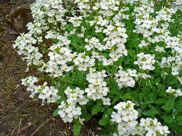 Image result for Arabis alpina