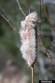 Image result for Typhaceae