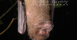 Image result for Philenoptera wankieënsis