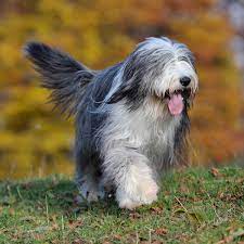 Bearded Collie Dog Breed Everything About Bearded Collie