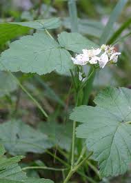 Image result for Rubus kirungensis