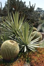 Image result for Agave sisalana