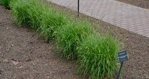 Image result for Carex angolensis