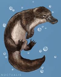 Platypus By Noctualis On Deviantart Australia Animals Australian Native Animals Animal Sketches