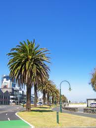 Palm Trees At The Beach Port Melbourne Victoria Australia Photo D B Places In Melbourne Melbourne Melbourne Australia