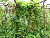 Image result for Telfairia occidentalis